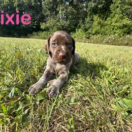 Dixie - Liver roan female German Shorthaired Pointer puppy in Spring Valley, Wisconsin from Filipiak Breeders