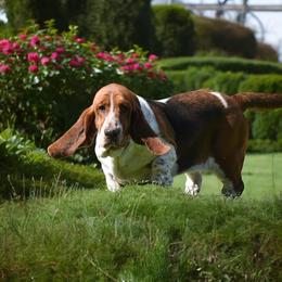 Evvy Anne - Basset Hound