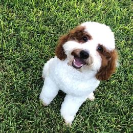 Wrigley - Goldendoodle