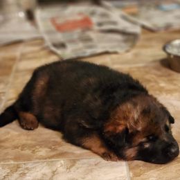 German Shepherd Puppies from Holtgrew
