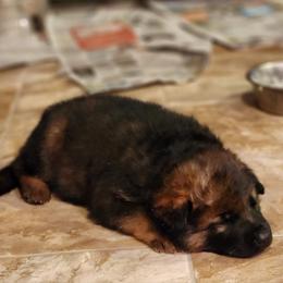 German Shepherd Puppies from Holtgrew