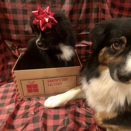 Australian Shepherd and Collie Puppies from Nicara kennel