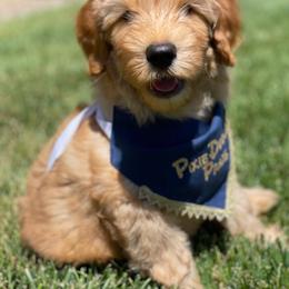 Australian Labradoodle Puppies from Pixie Doodle Paws