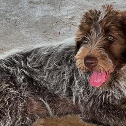 Labrador Retrievers and Wirehaired Pointing Griffons from Tombstone Kennels