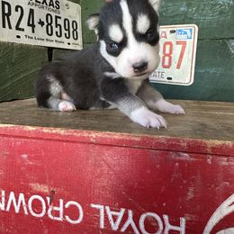 Bandit - Black and white male Siberian Husky puppy in Burnsville, North Carolina from Peterson Puppies