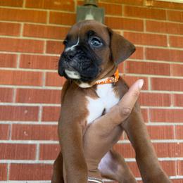 Orange - Fawn female Boxer puppy in Louisville, Kentucky from Nelson’s Fancy Frenchies and Bulldogs