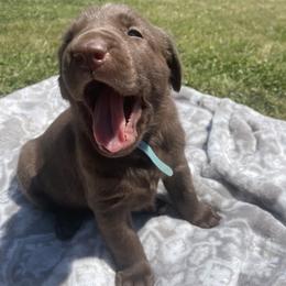 Labrador Retriever Puppies from Sleepy Hound Farm