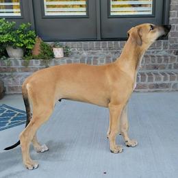Greyhound Puppies from WINDROCK LLC