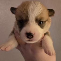 Jolly - Sable male Pembroke Welsh Corgi puppy in Citrus Heights, California from The Joy of Corgis