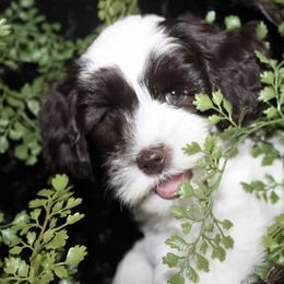 Australian Labradoodle Puppies from Leslie Kalwara
