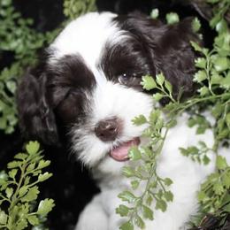 Australian Labradoodle Puppies from Leslie Kalwara
