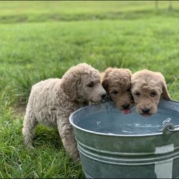 French Bulldog, Goldendoodle, and Golden Retriever Puppies from Crystal Coast Kennels, LLC