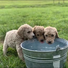 French Bulldog, Goldendoodle, and Golden Retriever Puppies from Crystal Coast Kennels, LLC