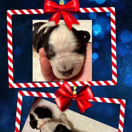 Trooper - Black white and tan male English Springer Spaniel puppy in Madison, Indiana from McCollough's Pawsome Spaniels and Danny's Delightful Dachshunds