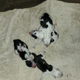 Border Collie Puppies from Lone Wolf Ranch