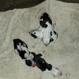 Border Collie Puppies from Lone Wolf Ranch