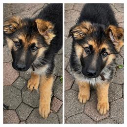 Matias - Black and tan male German Shepherd puppy in Yuba City, California from Barton’s German Shepherds