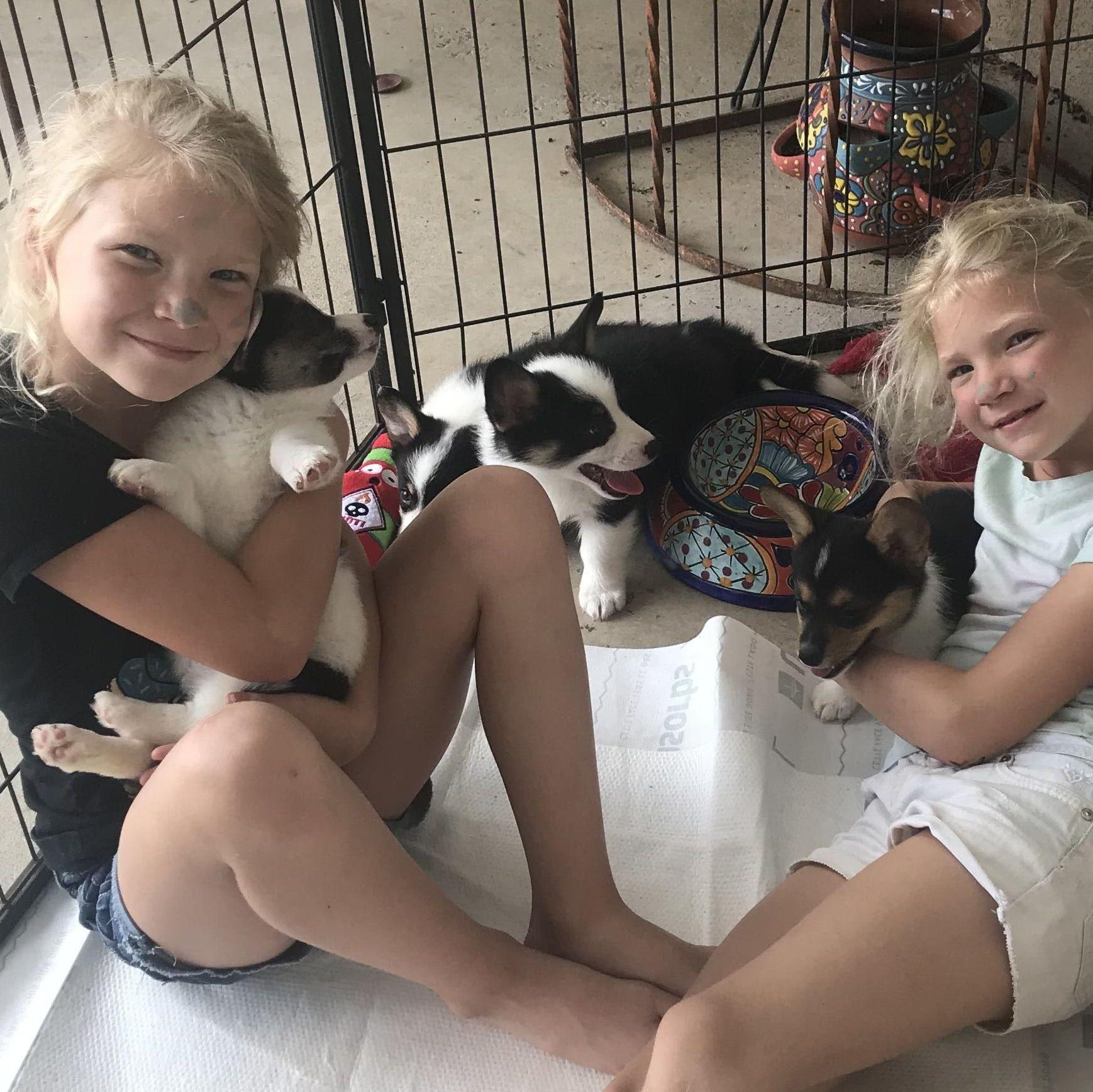 Pembroke Welsh Corgis from Arrowhead Corgis