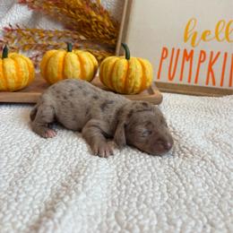 Sigma - Dapple male Dachshund puppy in Shelley, Idaho from Journey’s End Dachshunds