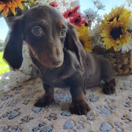 Bear - Chocolate and tan male Dachshund puppy in Hudson, Michigan from Mittentail Kennel Miniature Dachshunds & Australian Shepherds