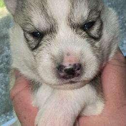 Daisy - Gray and white female Siberian Husky puppy in Virginia from WJKennels