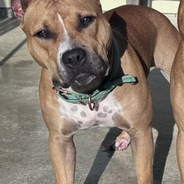 American Staffordshire Terrier All Grown Up from Woodshire AST Kennel