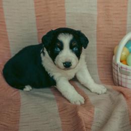 Emerald - Black tri-color female Australian Shepherd puppy in Cotati, California from Tried and True Aussies