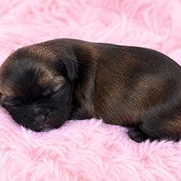 Sable - Red female Shih Tzu puppy in Tallahassee, Florida from Bows and Bow Ties