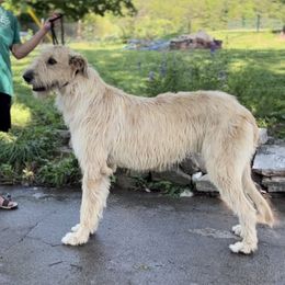 Irish Wolfhound puppies from Hounds of Ravenhill