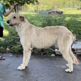 Irish Wolfhound puppies from Hounds of Ravenhill