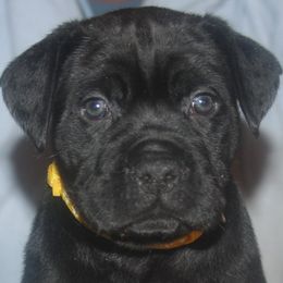 Yellow Collar - Black female Cane Corso puppy in Troy, Tennessee from Storm Front Cane Corso