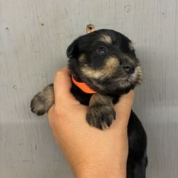Orange - Liver male Miniature Schnauzer puppy in Sparta, North Carolina from New River Miniature Schnauzers and Anatolians