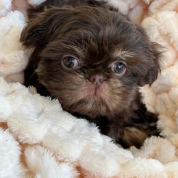Shih Tzu Puppies from Trinity Shih Tzu