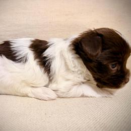 Pink puppy - Chocolate, tan and white female Yorkshire Terrier puppy in Dallas, North Carolina from Yorkie Fever