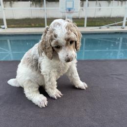 Autumn (orange collar) - Parti female Poodle puppy in Port Saint Lucie, Florida from Abbott Standard Poodles