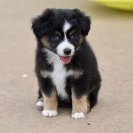 Girl 3 - female Toy Australian Shepherd puppy in Wichita Falls, Texas from Shooting Stars Ranch Toy and Mini Aussies