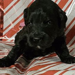 Vixen (pink) - Black female Goldendoodle puppy in Peoria,  Az, Arizona from Not Just "Golden" Doodles