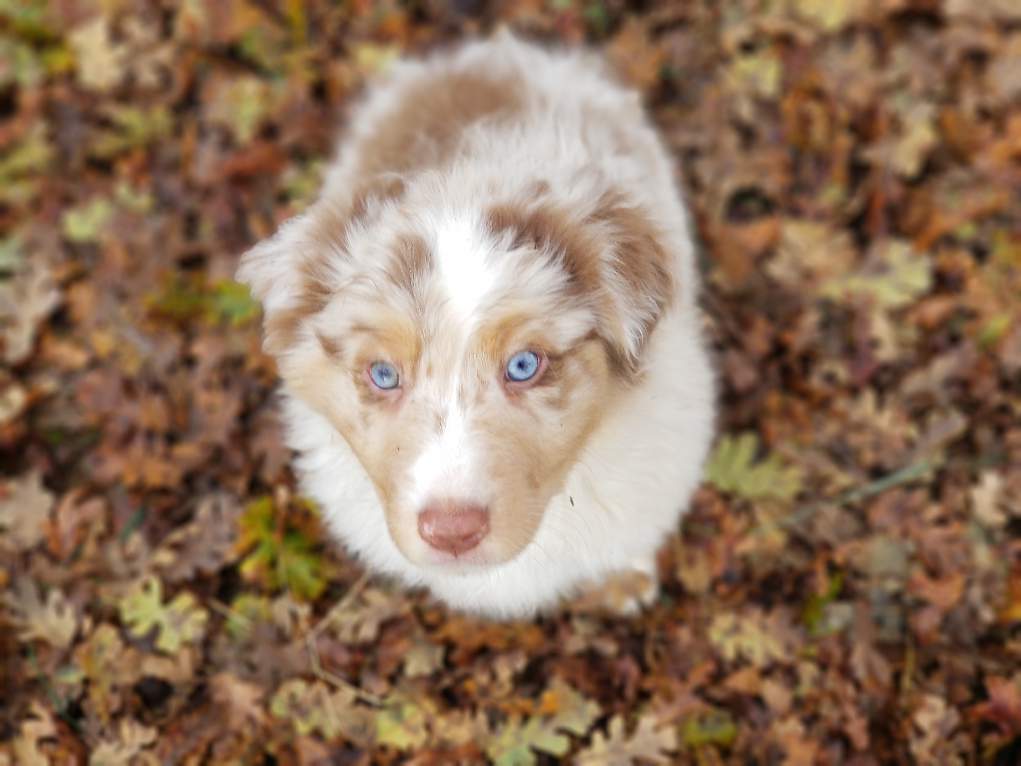 Australian Shepherd Puppies from Foothillaussies