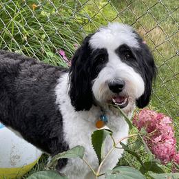 Justice - Sheepadoodle