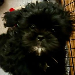 Buster - Black and white male Shih Tzu puppy in Victorville, California from Precioustzus