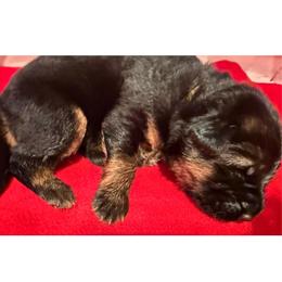 ADA YELLOW - Black and red female German Shepherd puppy in Yorkville, Illinois from Vom Archbold Haus World Class German Shepherds