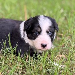 Tri girl 1300 - Black and white female Border Collie puppy in Nashville, Arkansas from Whisenhunt Farms