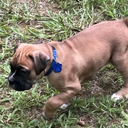 Boxer Puppies from North Georgia Boxers