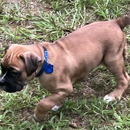 Boxer Puppies from North Georgia Boxers