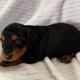 Raven - Black and tan female Dachshund puppy in Hillsville, Virginia from Bonderosa Kennels
