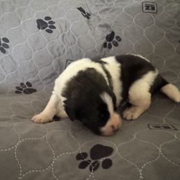 Pyrenean Mastiff Puppies from Mastini Sierra Pyrenean Mastiffs