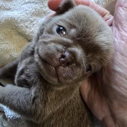 Pug Puppies from Royal House of Pugs