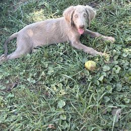 Silver boy 2 - male Long Haired Weimaraner puppy in Lancaster, Kentucky from Heavy Hollow Farm