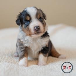 Boy 4 - male Miniature Australian Shepherd puppy in Buna, Texas from R & C Kennels