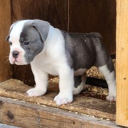 Ravioli - Blue tri-color male Bulldog puppy in Washington from Sun City Campeiro Bulldogs